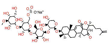 Colochiroside D